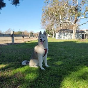 Meet your Posher, George